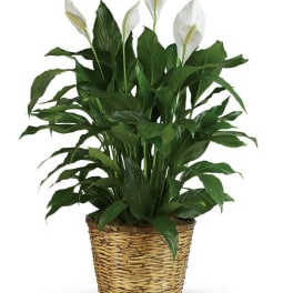 Potted peace lily plant with white blooms in a woven basket