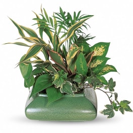 Mixed green houseplants arranged in a green ceramic planter