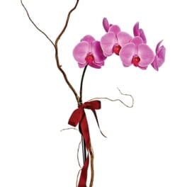 Pink orchid plant in a black pot with a red ribbon and curly branches