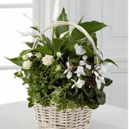 Perfect Peace Dish Garden