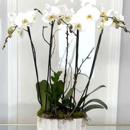 White orchids in a white rectangular planter
