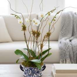 Double Double Orchids in Oval ceramic (colors of ceramic vary)