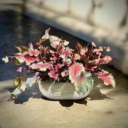 Rex Begonias in long ceramic planter (lmtd availability)