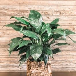 Peace Lily in Birch