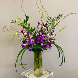 Dendrobium Orchids