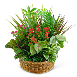 Large Blooming Dish Garden