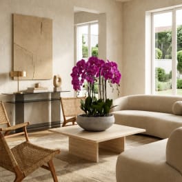 Purple Phalaenopsis Orchids – Flower Delivery Same Day