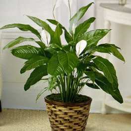 Potted peace lily in a woven basket planter