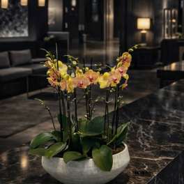 Potted orchid arrangement in a white bowl planter
