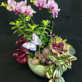 Butterfly orchid garden