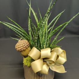 Premium Modern Potted Plant in Autumn