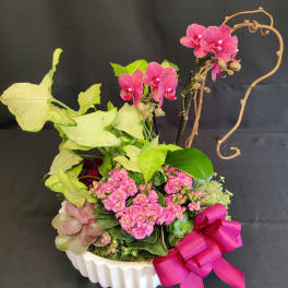 Modern succulent orchid planter