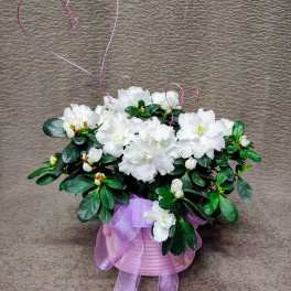 Blooming outdoor plant with Hearts of Your Love