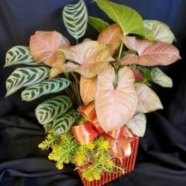 Small Contemporary Planter Garden, Items will Vary