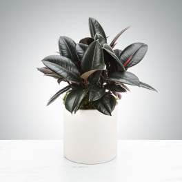 Dark green rubber plant in a simple white cylindrical pot on a light surface