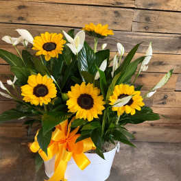 SUNFLOWER DREAMS