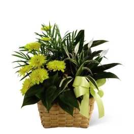 The FTD Loving Light Dishgarden