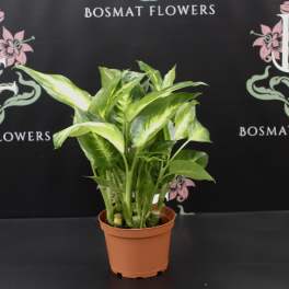 Chinese Evergreen Plant