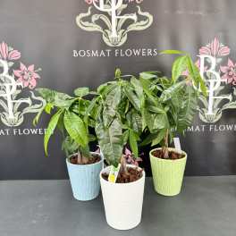 Money Tree
