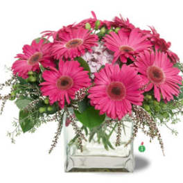 Gerbera Glory
