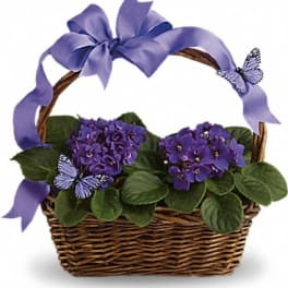 Violets And Butterflies