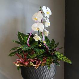 Orchid + green plant mix PL17
