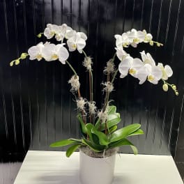 Quadruple white orchid