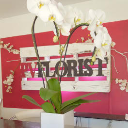 White orchid plant in a square white pot