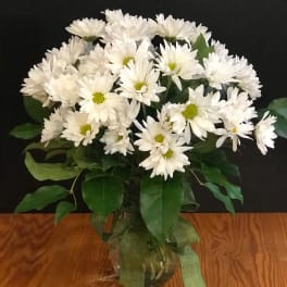 Daisy Delight