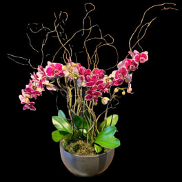 Colorful Orchid Plants (Colors vary...but will not be white unless requested)