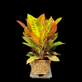 Potted croton plant with multicolored leaves in a woven basket planter