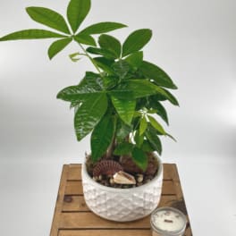 Money Tree (BR)