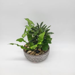 Mini Dish Garden