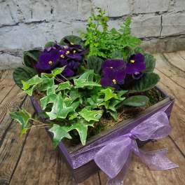 Vibrant Violets