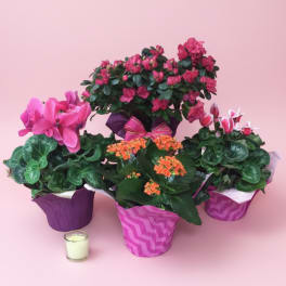 Blooming Plants