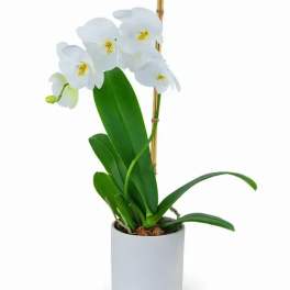 Potted white orchid plant with arching blooms in a white ceramic pot
