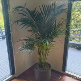 Kentia Palm