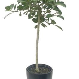 Ficus Audrey (plant only)