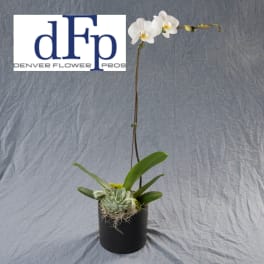 Phalaenopsis Orchid succulent planter