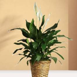 Potted peace lily with white blooms in a woven basket