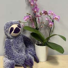 Lavender Orchid & Purple Sloth