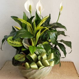 Garden Of Green 12 inches