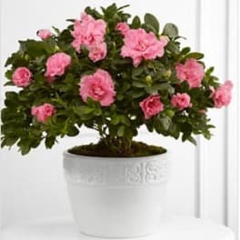 Vibrant Sympathy™ Planter