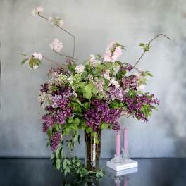 Lilac Standing Tall