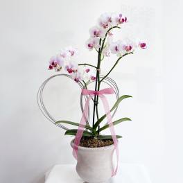 Lux Heart Orchid