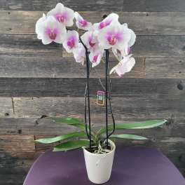 Phalaenopsis Orchid Plant
