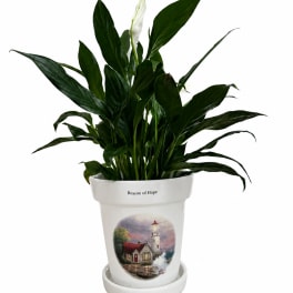 Beacon Of Hope Peace Lily
