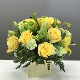 Chartreuse Charisma
