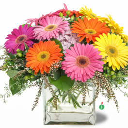 Gerbera Glory