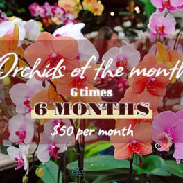 Orchid display with pink, white, and orange blooms and promotional text overlay